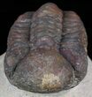 Bargain, Reedops Trilobite - Atchana, Morocco #58429-4